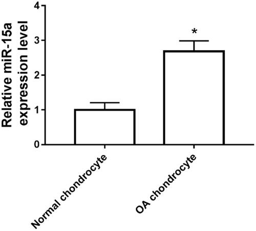 Figure 1. Expression of miR-15a in human osteoarthritic chondrocytes and normal tissues. *p < .05.