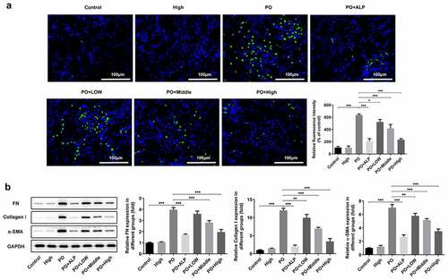 Figure 2. WFA inhibited the fibrosis of kidney tissues in PO mouse model. (a) The expression of α-SMA was determined using immunofluorescence assay. (b) The expression of FN, collagen1 and a-SMA was determined using western blotting. N = 10 in each group. Data were expressed as mean ± standard deviation. *P < 0.05, **P < 0.01 and ***P < 0.001. WFA, Withaferin A; PO, potassium oxonate; α-SMA, α-smooth muscle actin; FN, fibronectin