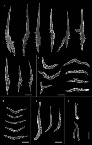 Figure 5. Scanning electron microscope pictures of sclerites of Paramuricea macrospina from Pantelleria Island. (a) Thornscales from anthostele; (b) spindles of the coenenchyme; (c) spindles of the collaret; (d) hockey-stick spindles of the point; (e) rods of the tentacle. Scale bars: a–d = 200 µm; e = 100 µm.