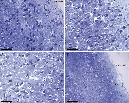 Figure 6. Photomicrograph of the hippocampal complex of Columba livia stained by toluidine blue stain showing the different structures and their dendritic connections throughout the hippocampal complex (a), (b) medial hippocampus, (c) lateral hippocampus, (d) intermediate hippocampal position. Bar: A-B-C = 50 µm, D = 200 µm