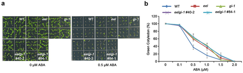 Figure 2. Eel, gi-1, and eel/gi-1 double mutants show insensitivity toward ABA.