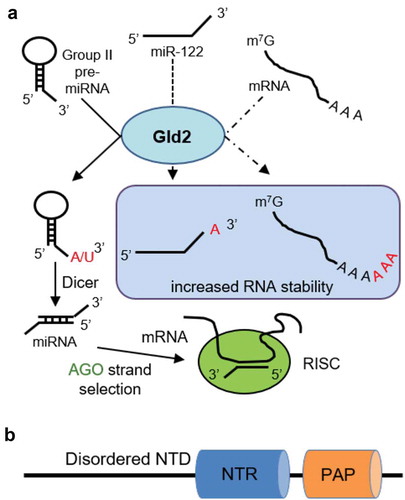 Figure 1. Pathways regulated by Gld2 and domain architecture. (a) Known functions of Gld2. Gld2 stabilizes mature miRNA and mRNA through monoadenylation or polyadenylation of the 3ʹ-end. Mononucleotide addition of Group II pre-miRNAs on the 3ʹ-end by Gld2 allows recognition by Dicer to be processed to mature miRNAs. This is followed by strand selection by Argonaute (AGO) and incorporation into the RNA-induced silencing complex (RISC). The different pathways are represented by solid or dashed lines. (b) Schematic of Gld2 showing the nucleotidyltransferase domain (NTR) and poly(A) polymerase-like domain (PAP).