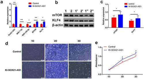 Figure 5. SOX21-AS1 up-regulates mTOR and KLF4 by sponging miR-7-5p and miR-145-5p, and ultimately regulates the proliferation of osteosarcoma cells.