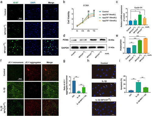 Figure 4 NPY promotes the proliferation of NP cells (a) Immunofluorescence analysis for the expression of Ki-67 in NP cells treated by NPY with different concentrations; (b) Analysis of the cell viability of NP cells treated by NPY (10−8-10−12 mol/L); (c) Quantitative analysis of mRNA expression of Cyclin D1 in NP cells; (d) Western blot for the expression of PCAN in NP cells treated by NPY with different concentrations; (e) The quantitative and statistical analysis of the western blot band (PCAN); (f) JC-1 stanning of NP cells in normal group and NPY-treated group; (g) Diagram of ratio of JC-1 aggregate/monomer; (h) Hoechst stanning of NP cells in normal group and NPY-treated group; (i) The apoptosis rate of NP cells indicated by diagram for Hoechst stanning