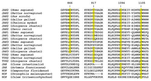 Figure 2. Conservation of four critical cysteine residues within 22 Janus kinases. Twenty-two JAK amino acid sequences from diverse metazoan species were aligned using the CLUSTAL OMEGA multiple sequence alignment algorithm.Citation17,Citation18 Sections of the alignment including rat JAK2 cysteine residues 866, 917, 1094, and 1105 are shown, with conserved cysteine residues highlighted in yellow.
