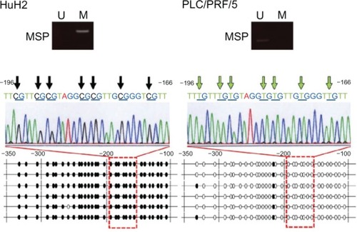 Figure 3 Sequence analysis of bisulfite-treated DNA in the DNM3 promoter region.