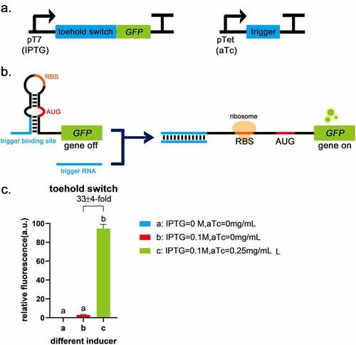 Figure 1. Toehold switch validation a, The circuits of toehold switch and the trigger RNA. b, The schematic of toehold switch. c, Compared with the blank control (IPTG = 0 mol/L, aTc = 0 mg/mL), the fluorescence intensity of GFP was low when only the promoter before toehold sequence was turned on (IPTG = 0.1 mol/L, aTc = 0 mg/mL), indicating that toehold has the advantage of low leakage. When the trigger was expressed (IPTG = 0.1 mol/L, aTc = 0.25 mg/mL), it was shown a significant difference (P < 0.01) and up to 32 ± 4-fold induction of GFP fluorescence intensity due to the destruction of the toehold hairpin structure with the second group. Error bar: SD (n = 9).