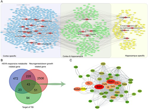 Figure 4. Differential metabolites-directed target exploration of HSYA. (A) Metabolite-gene network shows 24 HSYA-responsive metabolites related to 766 genes; (B) Venn graph indicates 43 genes are shared in the metabolite-related gene, neurogenesis and axon regeneration-related gene, and HSYA-related gene. (C) Protein-protein network indicates a central role of Bdnf and Stat3 in the common genes. The deeper red and larger the ellipse, the closer relevance to neurogenesis and axon regeneration.