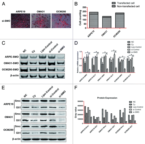Figure 9. siRNA targeting SMO had similar results with cyclopamine in regulating the expression of genes in the Hh pathway in ARPE19, OM431, and OCM290 cells. Normal cell cultures with 0.2% DMSO, lipofectamine, and negative control siRNA were used as controls. (A and B) Transfection efficiency of siRNA in ARPE19, OM431, and OCM290 cells were observed by fluorescence microscope and calculated by cell counting of both transfected and non-transfected cells. (C and D) RNAi interference on Smo downregulated Smo and Gli1 mRNA levels greater than cyclopamine did, as determined by PCR and real-time RT-PCR. The expression of each target gene was quantified using β-actin or GAPDH as a normalization control. Data represent the mean ± SD of three determinations (*P < 0.05; **P < 0.01). (E and F) Expression levels of cellular proteins regulated respectively by si-SMO and cyclopamine were detected by western blotting analysis and corresponding gray value quantification. β-actin was used as an internal loading control.