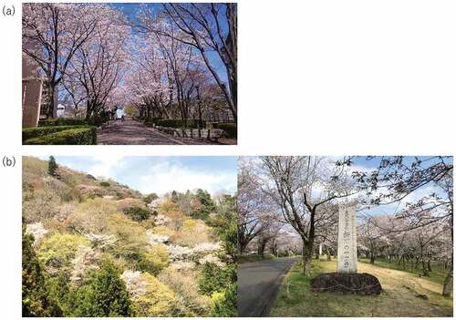 Figure 1. Comparisons of cherry blossom trees in Japan. (a) Common cultivar (Cerasus × yedoensis (Matsum.) Masam. et Suzuki) planted along a street in Tsukuba city, Japan. (b) Wild cherry blossoms (Cerasus jamasakura (Siebold ex Koidz.) H. Ohba and Cerasus leveilleana (Koehne) H. Ohba) in Sakuragawa city, Japan. Left: A natural forest landscape in Hirasawa. Right: Planted trees in Isobe, which was designated as a National Place of Scenic Beauty and a National Monument by the Agency for Cultural Affairs.