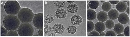 Figure 1 Images of (A) TEM image for solid silica nanoparticles, (B) TEM image of empty HMSNs, and (C) TEM image of silybin meglumine-loaded HMSNs.Abbreviations: HMSNs, hollow-type mesoporous silica nanoparticles; TEM, transmission electron microscopy.