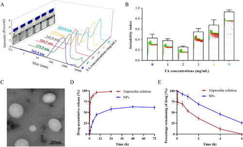 Figure 2. Characterization of triptorelin nanoparticles (NPs). (A) Particle size and (B) instability index of NPs produced with different concentrations of triptorelin. (C) Typical transmission electron microscopy (TEM) images of NPs. (D) In vitro release of triptorelin solution and NPs in PBS (pH 7.4). (E) Stability of triptorelin solutions and NPs in homogenates of rat-skin tissue.