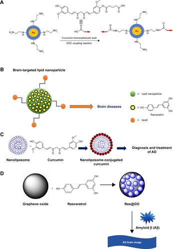 Figure 2 The applications of natural compounds conjugated with nanoparticles.Notes: (A) Synthesis of curcumin-functionalized gold nanoparticles by using EDC coupling. © 2014 WILEY-VCH Verlag GmbH & Co. KGaA, Weinheim. reproduced from Palmal S, Maity AR, Singh BK, Basu S, Jana NR. Inhibition of amyloid fibril growth and dissolution of amyloid fibrils by curcumin-gold nanoparticles. Chemistry. 2014;20(20):6184–6191.Citation96 (B) Resveratrol-conjugated solid lipid nanoparticles. Copyright ©2016 Neves et al. Reproduced from Neves AR, Queiroz JF, Reis S. Brain-targeted delivery of resveratrol using solid lipid nanoparticles functionalized with apolipoprotein E. J Nanobiotechnology. 2016;14(1):27.Citation131 (C) Nanoliposomes conjugated with a curcumin derivative. (D) Simple construction of Res@GO for the rapid fluorogenic probing of Aβ. Adapted with permission from He XP, Deng Q, Cai L, et al. Fluorogenic resveratrol-confined graphene oxide for economic and rapid detection of Alzheimer’s disease. ACS Appl Mater Interfaces. 2014;6(8):5379–5382. Copyright 2014 American Chemical Society.Citation132Abbreviations: Aβ, beta amyloid; AD, Alzheimer’s disease; APP, amyloid precursor protein; APoE, apolipoprotein E; EDC, N-(3-dimethyl amino propyl)-N-ethyl carbodiimide; GO, graphene oxide.