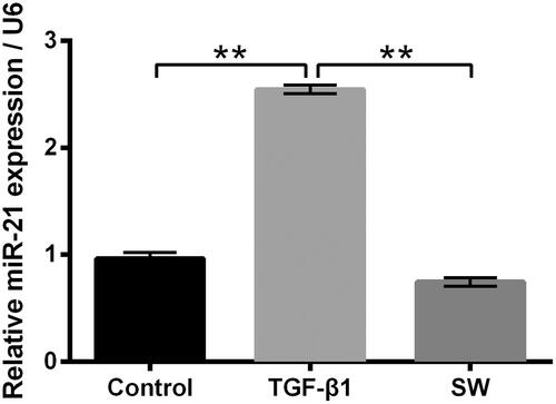 Figure 4. SW declined the miR-21 expression in TGF-β1-treated NIH-3T3 cells. Followed by 5 ng/ml TGF-β1 stimulation and/or 30 μM SW exposure, the miR-21 expression in NIH-3T3 cells was measured. N = 3. Data were shown as mean ± SD. p-Values were tested by ANOVA. **p ˂ .01.