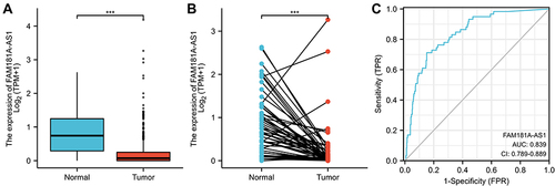 Figure 1 FAM181A-AS1 expression in LUAD is significantly lower than in normal or adjacent normal lung tissues. (A) Differential expression of FAM181A-AS1 in LUAD tissues and normal lung tissues. (B) Differential expression of FAM181A-AS1 in LUAD tissues and matched normal lung tissues. (C) Effectiveness of FAM181A-AS1 expression in distinguishing LUAD tissues from nontumor tissues (ROC curve). Significance markers: ***P<0.001.