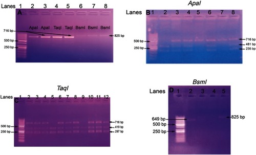 Figure 2 Gel electrophoresis of the PCR products (A) Numbers refer to lanes. Lane 1 shows 50 bp DNA ladder. Lanes 2–5 showed amplified DNA segments of length 716 bp: Lanes 2 and 3 for ApaI alleles, Lanes 4 and 5 for Taq1 alleles (both have the same size 716 bp); Lanes 6, 7 and 8 for BsmI alleles (with DNA fragment size of 825 bp). Detection of ApaI polymorphism using PCR-RFLP method (B) Lane 1: 50 bp DNA ladder, Lane 2 mutant (235 bp and 481 bp) homozygote (aa), Lanes 3, 4, 6, and 8 are mutant heterozygote (Aa), Lanes 5, 7 are wild type homozygote (AA), nonmutant. Detection of Taq1 polymorphism using PCR-RFLP method (C) Lane 1: 50 bp DNA ladder, Lanes 5, 9: mutant (297 bp and 419 bp) homoozygote (tt), Lanes 2, 3, 4, 6, 7, 8, 10, 11, and 12 are mutant heterozygote (Tt). Detection of BsmI polymorphism using PCR-RFLP method (D) Lane 1: 50 bp DNA ladder, Lane 2: mutant (649 bp and 176 bp) homozygote (bb), Lane 3 is mutant heterozygote (Bb), Lane 5 is wild type homozygote (BB), nonmutant.