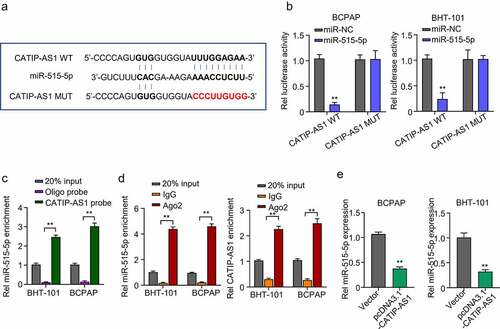 Figure 4. CATIP-AS1 directly sponge miR-515-5p in THCA cells (a) lncbase prediction result of CATIP-AS1 target miRNA. CATIP-AS1 sequence contained miR-515-5p seed region nucleotide sequences and could directly sponge miR-515-5p and inhibit its regulatory ability on its target mRNA in THCA cell. (b) Dual-Luciferase reporter assay to validate CATIP-AS1 and miR-515-5p binding ability. The miR-515-5p mimics significantly inhibited the luciferase activity of THCA cell lines co-transfected with CATIP-AS1 wild type (WT) plasmid but had no significant inhibiting effect on that of cells co-transfected with the CATIP-AS1 mutant type (Mut) plasmid. (c) Biotinylated RNA-pulldown assay. CATIP-AS1 probe significantly pull down more miR-515-5p in the THCA cell lines than the ordinary Oligo probe. (d) RIP-qRT-PCR analysis shows that more miR-515-5p and CATIP-AS1 was enriched in the Ago2 protein group compared to the IgG group. (e) QRT-PCR analysis of the relative expression of miR-515-5p in the THCA cell lines after CATIP-AS1 overexpression. The miR-515-5p expression was significantly inhibited.