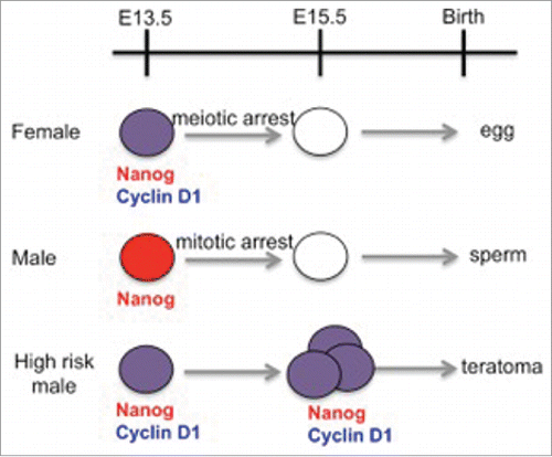 Figure 1. Timeline of germ cell development in the mouse embryo: A comparison of female, male and male germ cells from a high teratoma risk strain. Germ cells from the high risk strain fail to enter cell cycle arrest on schedule, and inappropriately express Nanog (red) and Cyclin D1 (blue). Age is given in days post conception.