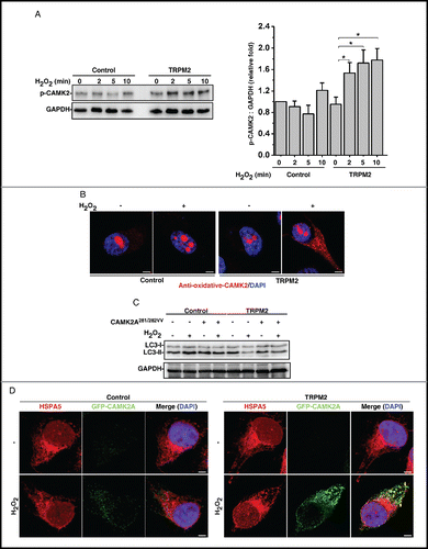 Figure 5. Oxidative stress activates CAMK2 to inhibit autophagy in TRPM2-expressing HeLa cells. (A) H2O2 (75 μM) increased the T286 autophosphorylation of CAMK2 in TRPM2-expressing, but not control, HeLa cells. Data quantification was expressed as mean ± SD, n = 3. *, P < 0.05. (B) H2O2 (75 μM) treatment markedly increased the oxidation of CAMK2 in TRPM2-expressing HeLa cells as shown by the immunofluorescent staining analysis with an oxidative-specific antibody against CAMK2AM281V,M282V. (C) Expression of an oxidation-defective mutant of CAMK2, CAMK2AC281V,M282V, rescued the H2O2 (75 μM)-mediated decrease in LC3-II. (D) H2O2 (75 μM) treatment markedly induced the colocalization of GFP-CAMK2 with HSPA5/GRP78, an ER marker in saponin-permeabilized TRPM2-expressing HeLa cells. Scale bar: 5 μm.