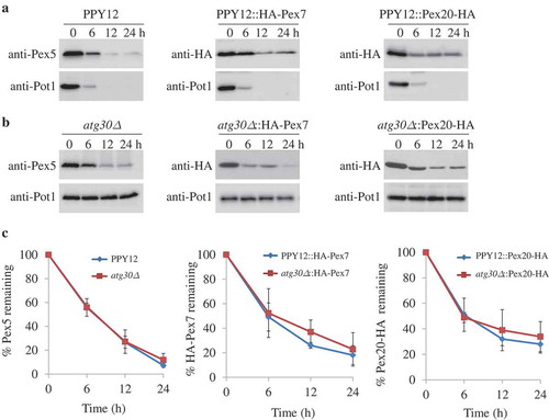 Figure 1. Atg30-independent degradation of PTS receptors. (A, B) Pex5, Pex7, and Pex20 were degraded in both (A) WT and (B) atg30∆ cells. Peroxisome proliferation were induced by growing cells in oleate medium, followed by adaptation in glucose medium without nitrogen (SD-N) for the indicated times. Crude cell lysates were extracted by TCA precipitation, resolved by SDS-PAGE, and detected with anti-Pot1, anti-Pex5, and anti-HA (for Pex7 and Pex20). (C) Quantification of the degradation of Pex5, Pex7, and Pex20 (from A and B) using ImageJ and expressed as the percentage of the total signal at 0 h. The results represent the mean and standard deviation (SD) of triplicate biological replicates.