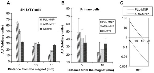 Figure 7 PLL-MNPs compared with ARA-MNP. Cell density (in arbitrary units) at different distances from the magnet for (A) SH-SY5Y cells and (B) primary cells. Control represents cells not treated with magnetic particles (n = 3). (C) Comparison of the magnetic force exerted by PLL-MNP and ARA-MNP as a function of the distance from the magnet.Abbreviations: ARA-MNPs, commercial fluidMAG-ARA magnetic nanoparticles; PLL-MNPs, poly-l-lysine-magnetic nanoparticles.