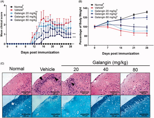 Figure 1. Effects of galangin on EAE symptoms in C57BL/6 mice. Galangin was given by oral gavage at 20, 40, or 80 mg/kg daily for 28 consecutive days; throughout, mice were monitored for (A) EAE clinical scores and (B) body weights. (C) Histological analyses of coronal sections of spinal cords obtained from the mice on Day 28; staining performed with hematoxylin and eosin (H&E) and luxol fast blue (LFB). Magnification 100×. Data expressed as means ± SD (n = 6) from three independent experiments with similar results. Different letters indicate a significant difference between two given groups (p < 0.05); same letters mean no significant difference.