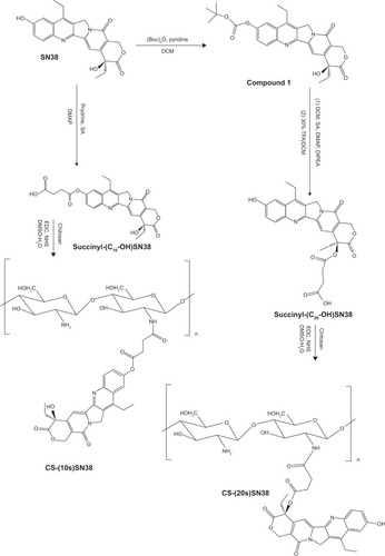 Figure 2 Synthesis of succinyl-SN38 derivatives, CS-(10s)SN38 and CS-(20s)SN38.Abbreviations: CS-(10s)SN38, chitosan-(C10-OH)SN38; CS-(20s)SN38, chitosan-(C20-OH)SN38; DCM, dichloromethane; DIPEA, N,N-diisopropylethylamine; DMAP, 4-dimethylamiopyridine; DMSO, dimethyl sulfoxide; EDC, 1-ethyl-3-(3-dimethy laminopropyl) carbodiimide hydrochloride; NHS, N-hydroxysuccinimide; SA, succinic acid; TFA, trifluoroacetic acid; SN38, 7-Ethyl-10-hydroxycamptothecin.