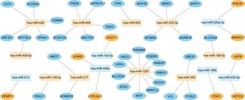 Figure 5 AMI related miRNA-mRNA regulatory network.