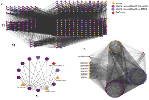 Figure 6. (a) Overall network representation of the 264 nodes exported from WGCNA with edge weight cut off 0.5, in degree attributed grid layout, where S1 and S2 are the network subclusters and the grid nodes on the right side involved in lncRNA-mRNA interaction with normalised binding energy (ndG) =< −0.1. (b) Highly interconnected sub-cluster 1 (MCODE score: 100.013) from the main network with the labelled lncRNAs and CAZyme accession nodes that were having >200 degrees. (c) Subcluster 2 (MCODE score: 3.846) showing one CAZyme (GH16_19) and three lncRNAs. GH: glycosyl hydrolase, S1: Subcluster 1, S2: Subcluster 2.
