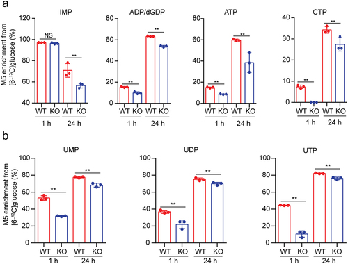 Figure 3. USP29 deficiency decreases nucleotide biosynthesis under hypoxia