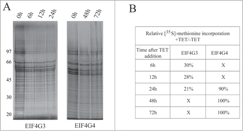 Figure 6. Metabolic labeling of procyclic cells from the RNAi curves of EIF4G3 and EIF4G4. (A) Qualitative analysis of the proteins being synthesized after RNAi. At selected time points after RNAi aliquots of the cells were incubated with [35S]-methionine followed by harvesting and analysis of total protein through SDS–PAGE and autoradiography. (B) Total protein synthesis was also estimated after RNAi for each eIF4G homolog by TCA precipitation and quantitation of the incorporated radioactivity. The results shown are normalized by comparing the incorporation in the RNAi treated cells with the minus tetracycline controls.