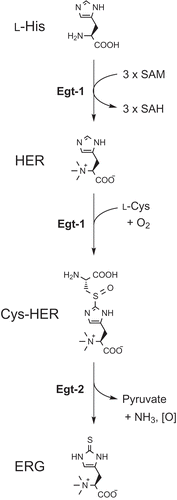 Figure 1. The ERG biosynthetic pathway in fungi. SAH, S-adenosylhomocysteine.