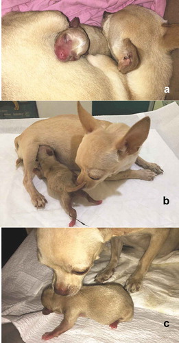 Figure 3. Maternal behaviour at parturition. (a) The bitch, provides warmth and protection to the puppy and stays with it most of the time. It only leaves the nest to feed, urinate and defecate. The rest of the time it is taking care of the offspring at least during the first three weeks of the puppy’s life. (b) The bitch pushes out the puppy with the snout to mammary glands to facilitate its nursing. By doing so, it takes advantage of licking the offspring’s genitals to stimulate the puppy to urinate and defecate. In this picture, we can observe the offspring’s umbilical cord, which will detach approximately on the third day of birth. (c) Since the puppy fails to move around by itself, bitch helps it by gently grabbing the neck with the muzzle to move it from place to place.