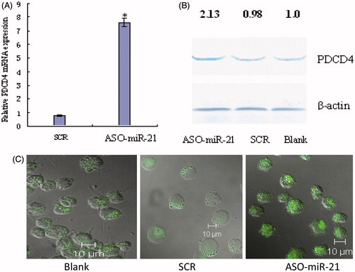 Figure 5. ASO-miR-21 up-regulation of PDCD4 mRNA and protein levels. K562 cells were transfected with 0.4 μM ASO-miR-21 and harvested 48 h after transfection. Total RNA was isolated and analyzed for PDCD4 mRNA. PDCD4 protein level was determined by fluorescence immunohistochemistry and Western blot. (A) PDCD4 mRNA relative expression level by SYBR-Green real-time PCR. *p < 0.01, as compared with controls. (B) PDCD4 protein expression level by Western blot. *p < 0.01, as compared with controls. (C) PDCD4 protein expression level by confocal microscopy.