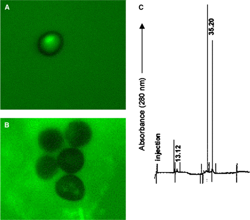 Figure 7.  (A) Polarization of smut teliospores incubated for 2 h at 40°C in 10 mM phosphate buffer and after this, for 24 h in Lilly-Barnett medium at 38°C. (B) Polarization of smut teliospores incubated for 2 h at 40°C in 10 mM phosphate buffer containing peak b of HMMG from healthy plants (Figure 5A) and after this, for 24 h in Lilly-Barnett medium at 38°C. Bars = 5.0 µm. (C) Electropherogram of HMMG peak b from healthy plants, obtained by filtration of HMMG pool through Sephadex G-100. No peak was obtained after capillary electrophoretic separation of peak b after incubation with teliospores (data not shown). Number near each peak indicates the migration time of the protein in min.