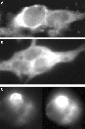 Figure 8.  Localization of CFP-Munc 18-1 and YFP-syntaxin in secretory cells containing endogenous Munc 18-1 and Syntaxin 1. Bon-cells (A, B) or PC-12 cells (C) were transfected with YFP-syntaxin (A, C) or CFP-Munc 18-1 (B) and results were recorded 36 h later with a CCD-camera.