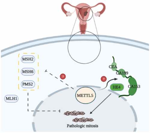 Figure 9. The potential mechanisms of METTL5 by MMR proteins in UCECs. METTL5-mediated MMR regulation in UCECs. METTL5 may regulate MSH2, MSH6, and PMS2 expression, weaken MMR and MSI progress, and increase pathological mitosis in UCEC cells.