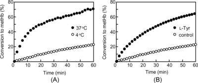 Figure 2 (A) Conversion of ferrylHb radical (2 µM) to metHb at 4°C (○) and 37°C (•) in PBS (pH7.4). (B) Conversion of ferrylHb radical (2 µM) to metHb in the presence of L-Tyr (500 µM) (•) and metHb in the absence of L-Tyr (○) at 4°C in PBS.