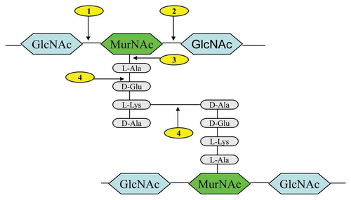 Figure 1 Typical peptidoglycan structure of Gram-positive bacteria, showing lysin cleavage sites. The cleavage sites are indicated: (1) N-acetylmuramidases; (2) N-acetyl-β-D-glucosaminidases; (3) N-acetylmuramoyl-L-alanine amidases; (4) L-alanoyl-D-glutamate endopeptidases and interpeptide bridge-specific endopeptidases. Abbreviations: GlcNAc (N-acetyl glucosamine), MurNAc (N-acetyl muramic acid).