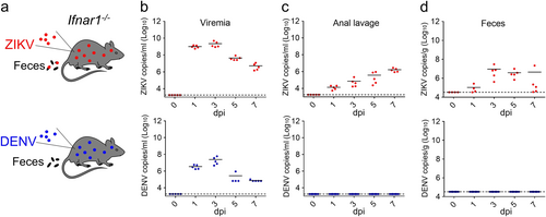 Fig. 1 ZIKV is shed into the feces of infected Ifnar1−/− micea Experimental outline for ZIKV infection. Mice were infected with 105 PFU of either ZIKV (GZ01 strain) or DENV-2 (43 strain) by the i.p. route. b–d RNA in the sera (b), anal lavage fluid (c), and feces (d) from ZIKV- or DENV-infected Ifnar1−/− mice was analyzed at the indicated time points by qRT-PCR using primers specific for each virus. (n ≥ 5 per group)