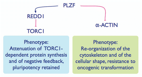 Figure 3 Summary of PLZF functions that are mediated through the transcriptional regulation of REDD1 and of α-actin.