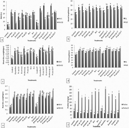 Figure 4. Effect of l-tryptophan and PGPR inoculation on (a) relative water content of maize, (b) shoot length, (c) shoot dry weight, (d) root length, (e) root dry weight, (f) proline content under drought-stressed conditions. All such means which share a common English letter are similar, otherwise they differ significantly (p = .05), Detail of treatments as in Figure 1.