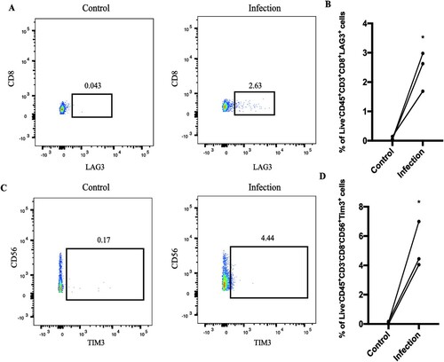 Figure 4. LAG3 and HAVCR2 were highly expressed during C. albicans infection. After infection, PBMCs were analyzed by flow cytometry. (A) The percent of live CD45+CD3+CD8+LAG3+. (B) Statistical analysis of live CD45+CD3+CD8+LAG3+ from 3 healthy donors. (C-D) The flow cytometry results of HAVCR2 based on 3 healthy donors. (*p < 0.05; **p < 0.01; ***p < 0.001). CD45+CD3+CD8+LAG3+ and CD45+CD3+CD8+LAG3+ increased cell numbers after C. albicans infection.