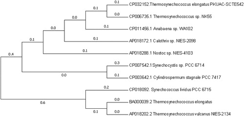 Figure 1. Phylogenetic analysis of the TeGST gene with the GST gene from other bacteria. The names of the corresponding genes are as follows: TeGST gene sequence of Thermosynechococcus elongatus (BA000039.2)/Thermosynechococcus vulcanos NIES-2134 (AP018202.2)/Thermosynechococcus sp. NK55(CP006735.1) /Thermosynechococcus elongatus PKUAC-SCTE542(CP032152.1)/Synechococcus lividus PCC 6715(CP018092.1) /Nostoc sp. NIES-4103(AP018288.1)/Anabaena sp. WA102 (CP011456.1)/Calothrix sp. NIES-2098(AP018172.1)/Cylindrospermum stagnale PCC 7417(CP003642.1)/Synechocystis sp. PCC 6714 (CP007542.1)). Evolutionary analyses were conducted in MEGA7 [2]. Numbers in branches are Bayesian posterior probabilities.