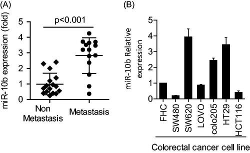 Figure 1. Expression of miR-10b in both CRC tissues and CRC cell lines. (A) miR-10b was overexpressed in metastatic CRC samples (n = 14), compared with non-metastatic ones (n = 16). (B) The expression of miR-10b in 6 CRC cell lines and normal mucosa cells was different from each other. Cell results shown are representative of three independent experiments. Data are given as means ± SD.
