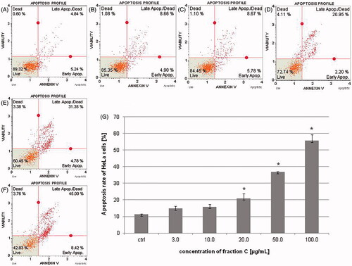 Figure 2. The percentage of early and late apoptotic HeLa cells (apoptosis rate) determined by flow cytometry. The cells were treated with methanol (1% v/v) as control (ctrl, A) and fraction C at the concentrations of 3 (B), 10 (C), 20 (D), 50 (E), and 100 µg/mL (F) for 24 h. The results are presented as mean values of three independent repeats (G). Error bars represent standard deviations. Significant differences relative to the control are marked with an asterisk ‘*’ (p < 0.05).