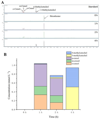 Figure 4. The products of successive hydroxylation of toluene by the transformant BL-tou. (A) Determination of the generated o-cresol, m-cresol, p-cresol, 3-methylcatechol and 4-methylcatechol by GC-MS. (B) Quantitative analysis of the toluene hydroxylation products.