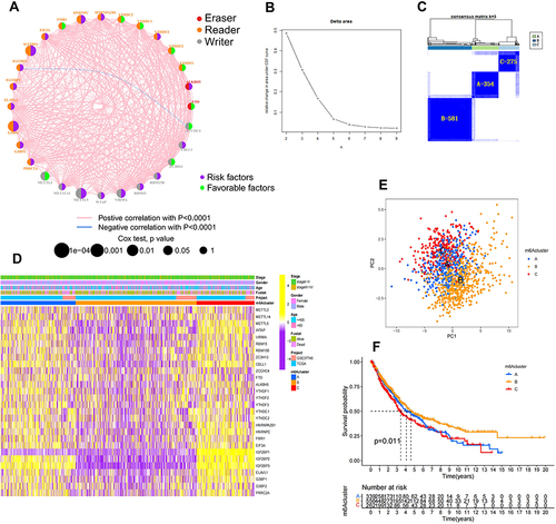 Figure 2 Unsupervised clustering for 28 m6A regulators. (A) Interaction network between 28 m6A regulators in NSCLC. The circle in red represents the m6A “eraser” regulators, orange represents the “reader” regulators, and gray represents the “writer” regulators; the purple represents the risk factors, and the green represents the favorable factors. Larger circles indicate a more significant prognostic correlation for Cox risk analysis. The pink line between moderators represents a significant positive correlation, while blue represents a significant negative correlation. (B and C) Results of unsupervised clustering analysis. (D) Heathmap of expression of 28 m6A regulators in NSCLC clinical information samples and three m6A modification patterns. (E) Significant differences among the transcriptomes of the different modification patterns in the transcriptome profiles analysis of the three m6A modification patterns by using PCA. (F) KM survival differential analysis of three m6A modification patterns (p value < 0.05).