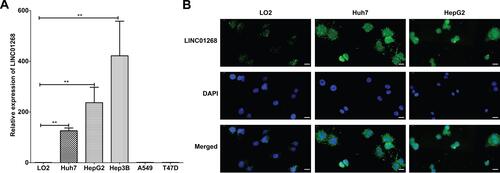 Figure 3 LINC01268 is highly expressed in HCC cells. (A) Bar plots display relative expression of LINC01268 (RT-qPCR) in normal human hepatic cell line (LO2), three human HCC cell lines (Huh7, HepG2 and Hep3B), an adenocarcinomic human alveolar basal epithelial cell line (A549) and a human breast cancer cell line (T47D). LINC01268 gene expression is shown as the mean ± SD of three independent experiments. β-ACTIN was used as an internal control in RT-qPCR(**p<0.01, Student’s t-test). (B) Two HCC cell lines (Huh7 and HepG2) were applied for FISH using Digoxigenin labelled probe against LINC01268. The normal human hepatic cell line LO2 was used as negative control for comparison. Strong green fluorescent signals from FITC channel were observed in the HCC cell lines. The images were representatives from three independent experiments. The bars in each image (40× magnification) indicates 20 μm.