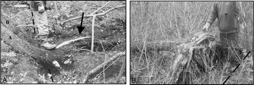 FIGURE 9. A) Two white spruce trees leaning across an ice-wedge trough near Site 1, southern Mackenzie Delta. The dashed line indicates the ice-wedge trough. Roots, indicated by an arrow, trail away from the ice-wedge trough. The lean at 1-m height of trees A and B was 25° and 18°. B) The exposed root system of a toppled white spruce adjacent to an ice-wedge trough near Site 4, Mackenzie Delta. All major roots extend away from the trough. The dashed line indicates the ice-wedge trough